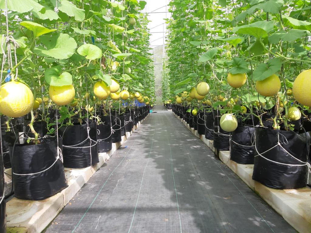Greenhouse Melon