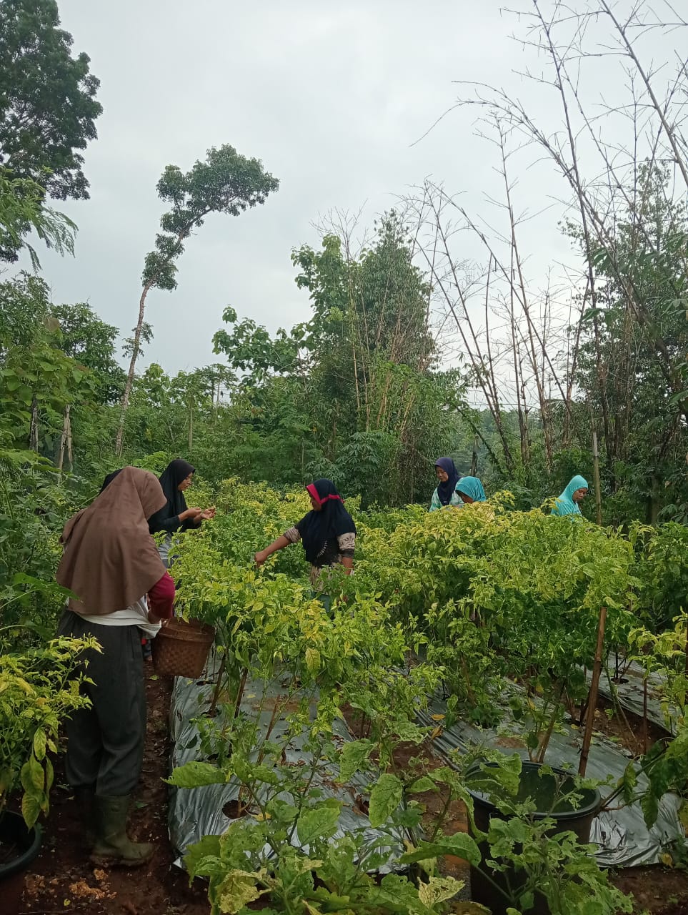 Kebun Gizi